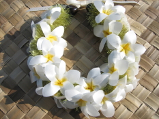 Original Plumeria Lei