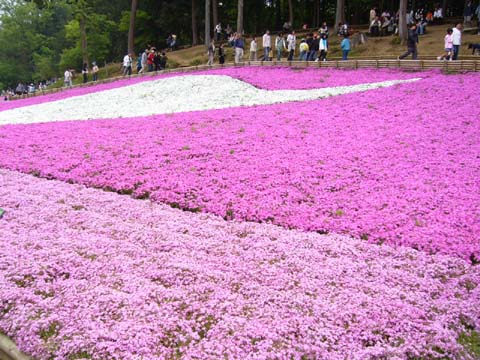 090503羊山公園芝桜2.JPG