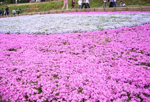 090503羊山公園芝桜3.JPG