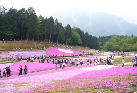 090503羊山公園芝桜7.JPG