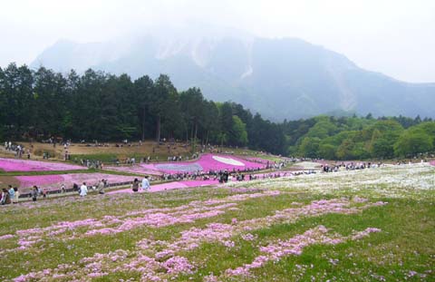 090503羊山公園芝桜8.JPG