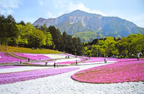 090503羊山公園芝桜本物1.JPG