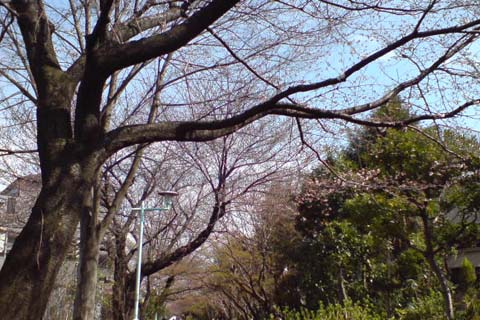 090328桜2.JPG