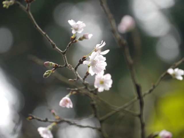 桜