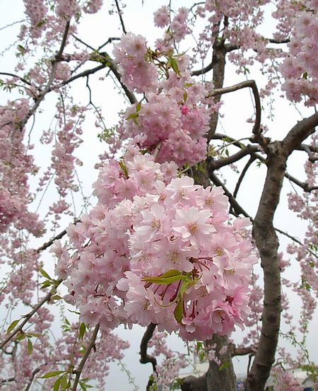 八重桜２－２.jpg