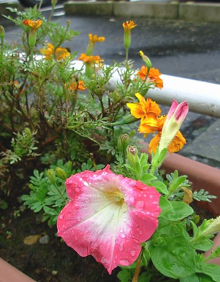 雨に濡れた花.jpg