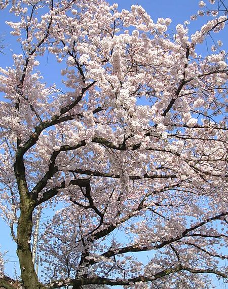 桜　１２.jpg