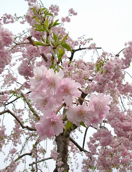 八重桜　５.jpg