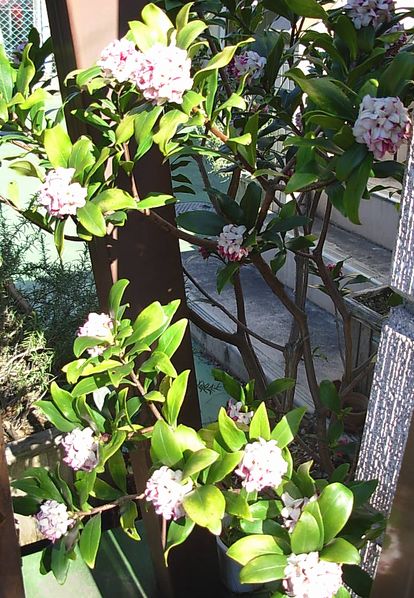 沈丁花　２.jpg