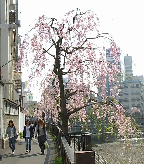 八重桜　１.jpg