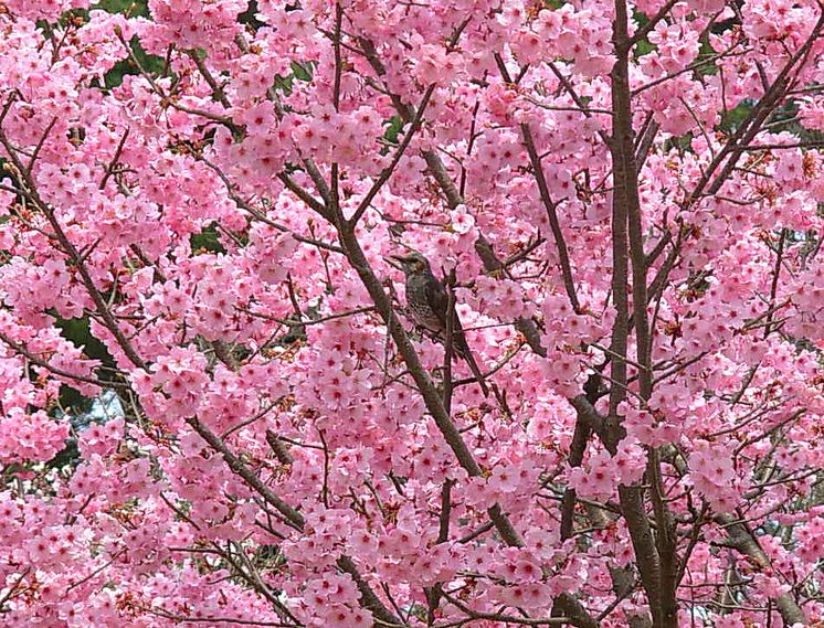 桜に鶯.jpg