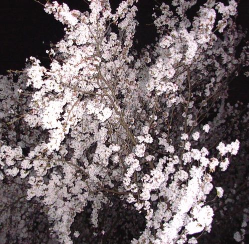 夜桜　２.jpg