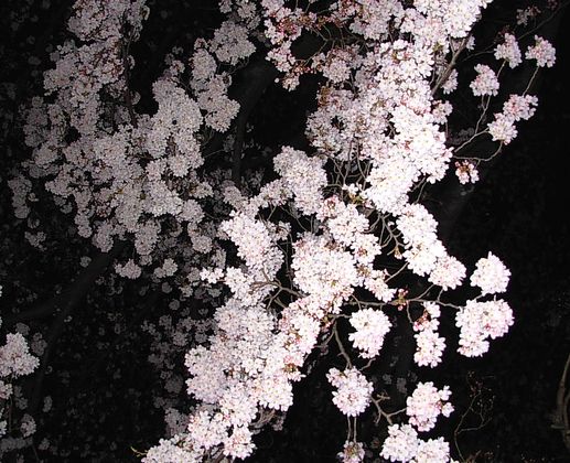 夜桜　３.jpg