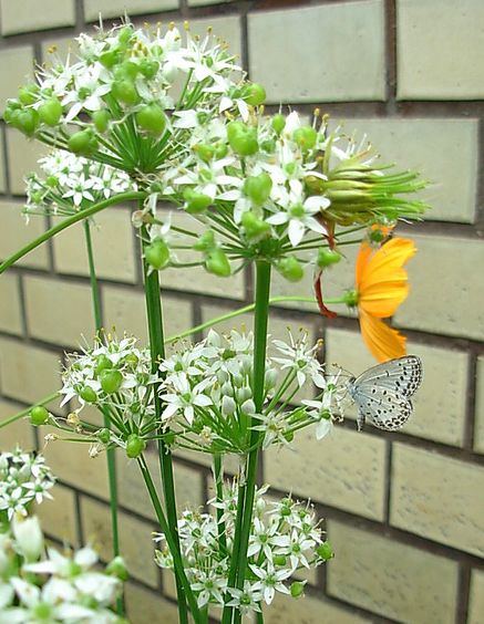 花と蝶　２.jpg