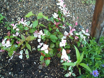 hatuyuki