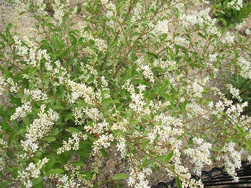puripetto