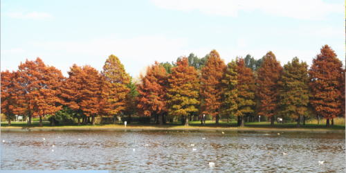 水元公園の秋