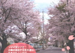 御代田町の桜並木