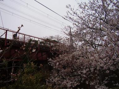 桜と線路