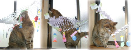 七夕飾りとハナコ2