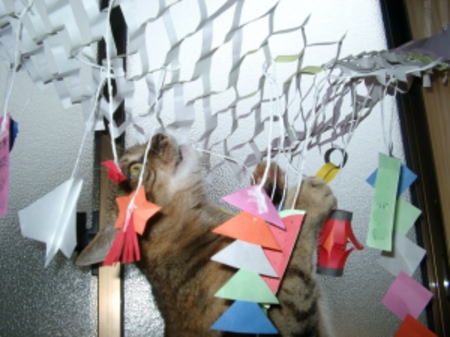 七夕飾りとハナコ3