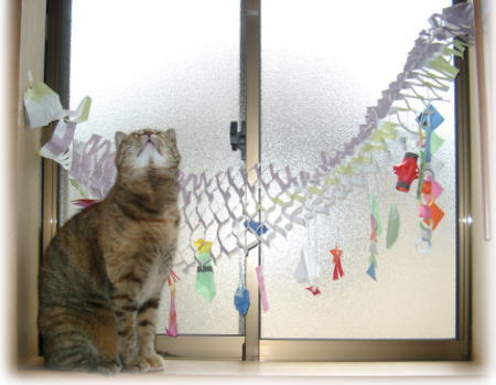 七夕飾りとハナコ4