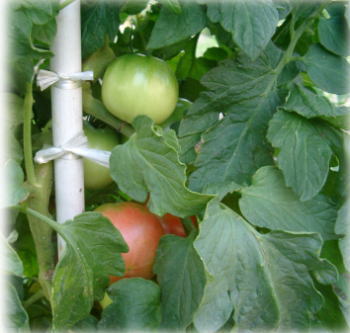 トマトの初収穫1