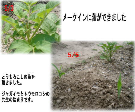 ジャガイモの成長記録2(コーン）