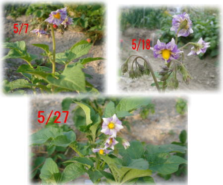 ジャガイモの成長記録3(花）