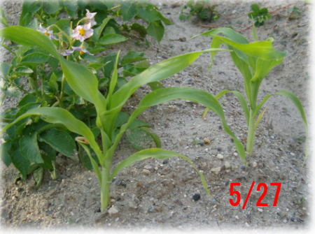 ジャガイモの成長記録4(コーン）