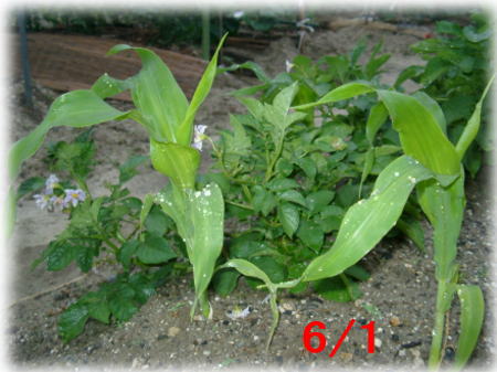 ジャガイモの成長記録5(コーン）