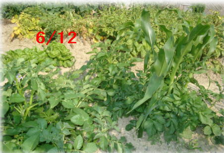 ジャガイモの成長記録6(コーン）