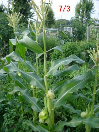 ジャガイモの成長記録7(コーン）