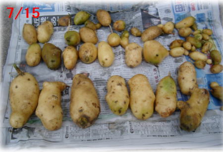 ジャガイモの成長記録8(収穫1）