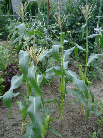 ジャガイモの成長記録8(コーンのみ）