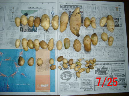 ジャガイモの成長記録10(収穫2）