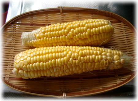 ジャガイモの成長記録11(コーン収穫）