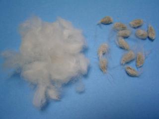 綿の収穫