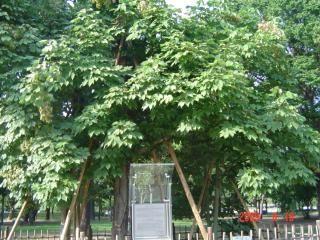 広島平和記念公園の青桐