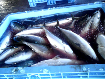 burog2010,3,21室戸携帯けいたい (15).jpg