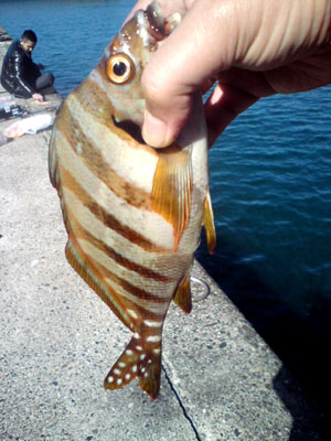 burog2010,3,21室戸携帯けいたい (14).jpg