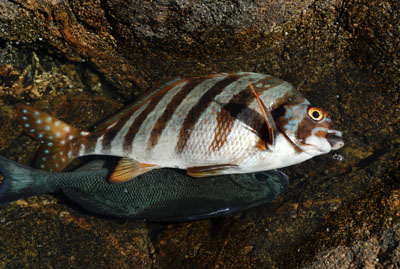 burog2010,3,21室戸 (64).jpg