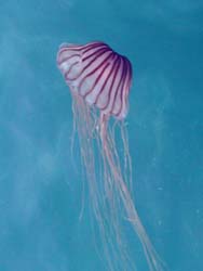 画像 turi100117 (53).jpg