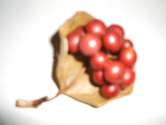 Dscf0232.jpg