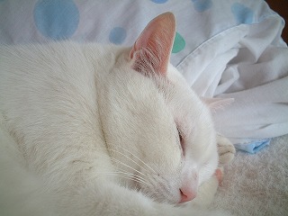 s-DSCF0096.jpg