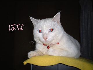 はなちゃん