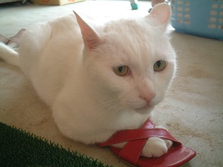 s-DSCF0075.jpg