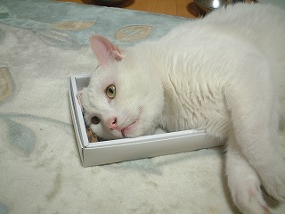 s-DSCF0238.jpg
