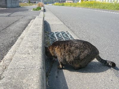 匂いを嗅ぐのにゃ～