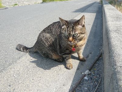 棒っきれに何か付いてるのにゃ～